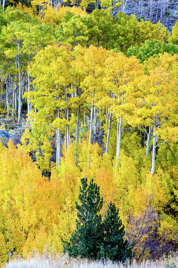 Aspen Fall Foliage, Eastern Sierra Photograph by Tom Norring - Fine Art ...