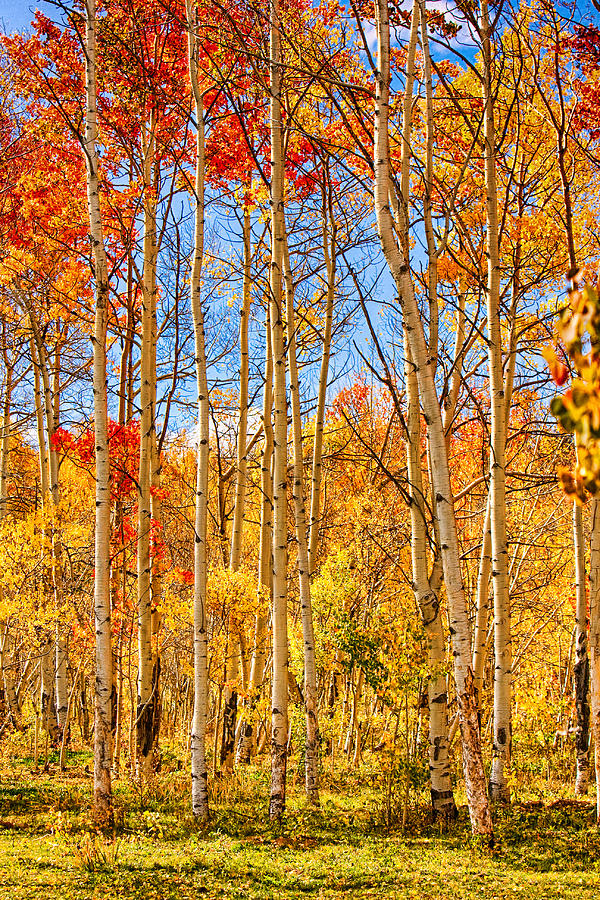 Aspen Fall Foliage Portrait Red Gold and Yellow  Photograph by James BO Insogna