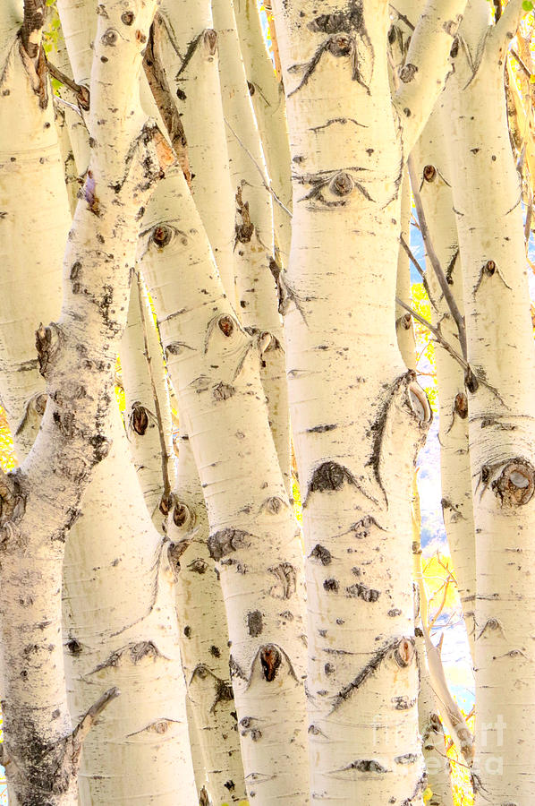 Nature Photograph - Aspen family by Frank Townsley