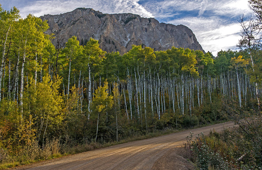 Aspen Forest Along A Colorado Unpaved Road Photograph by Willie Harper