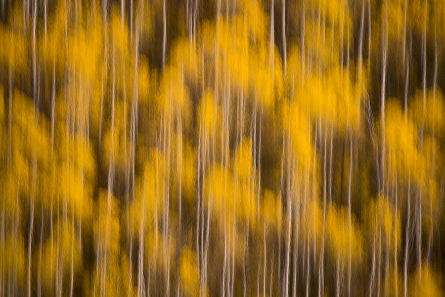 Fall Photograph - Aspen Forest by Dustin LeFevre