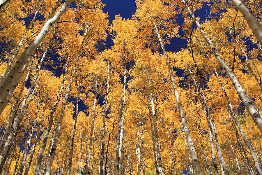 Aspen Forest from Below Photograph by Richard Cheski