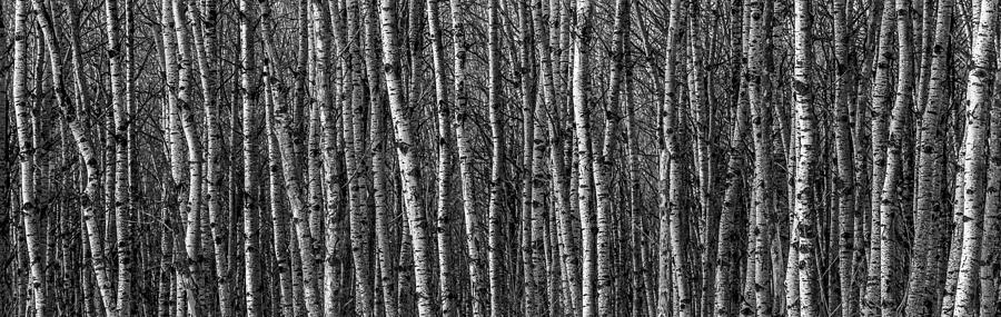 Aspen Forest Photograph by Paul Freidlund