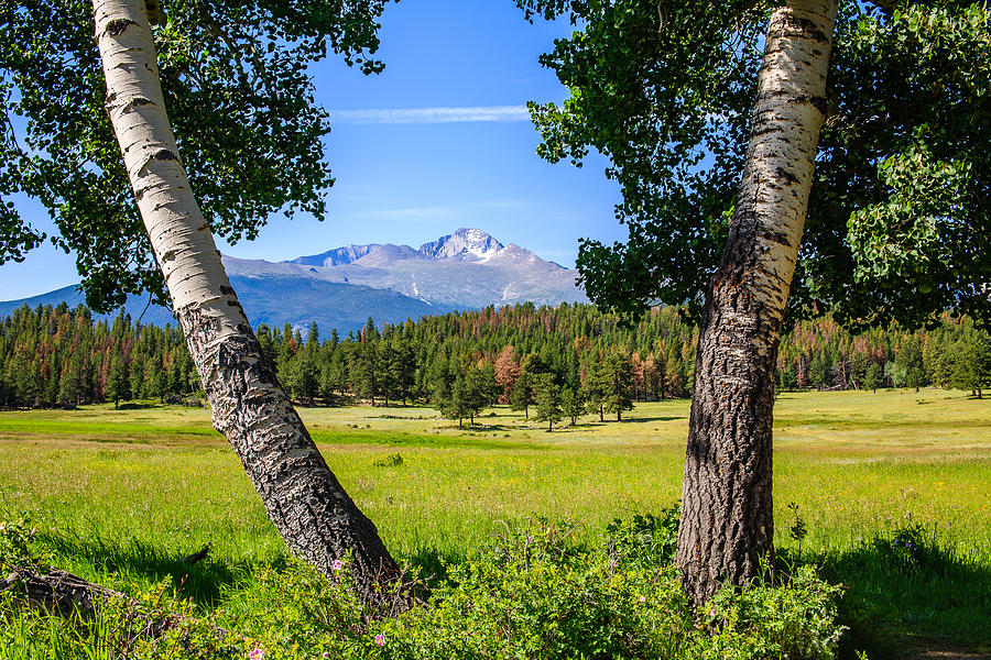 Rocky Mountain National Park Photograph - Aspen Frame by Paul Moore