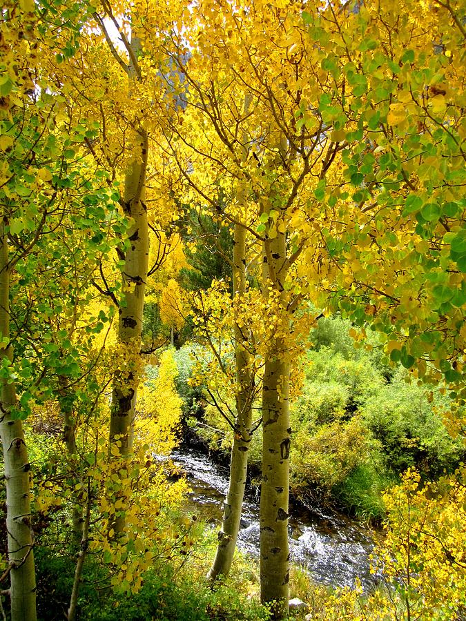 Tree Photograph - Aspen Gold by Marilyn Diaz