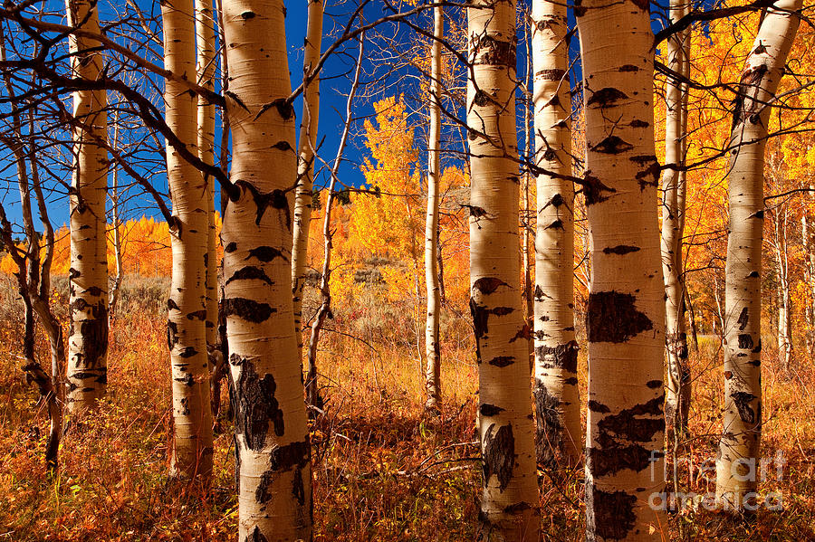 Aspen Grove Photograph by Aaron Whittemore