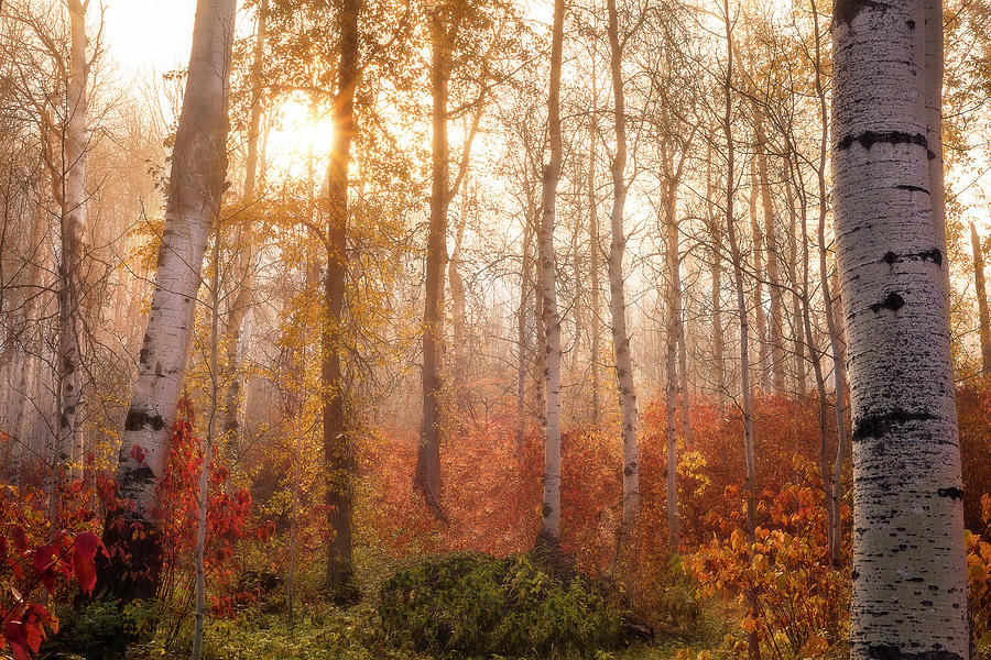 Aspen Grove At Sunrise Photograph by Howard Snyder Aspen Grove At Sunrise Photograph by Howard Snyder