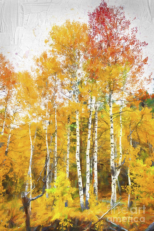 Aspen Grove Photograph by Dianne Phelps