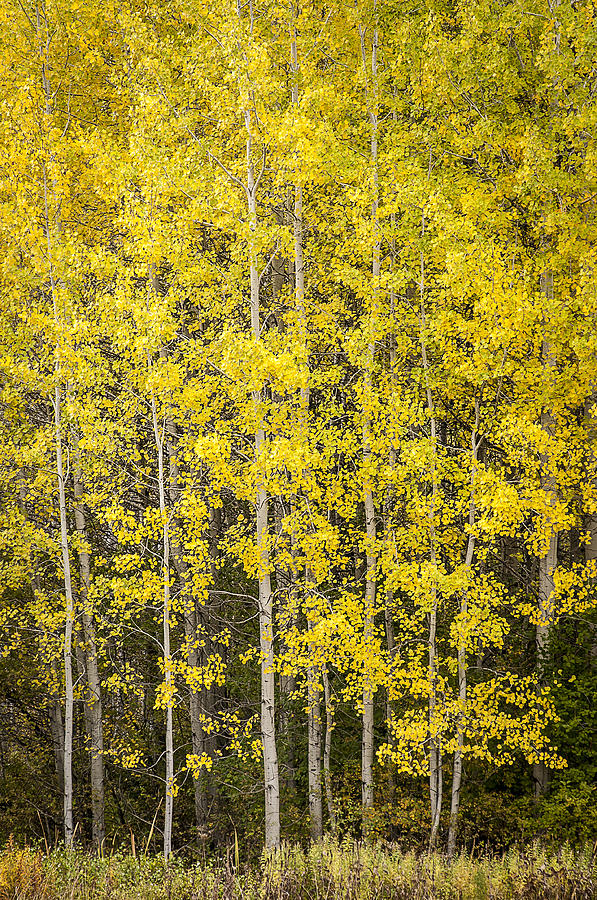 Aspen Grove in Autumn Photograph by Greg Vaughn - Fine Art America