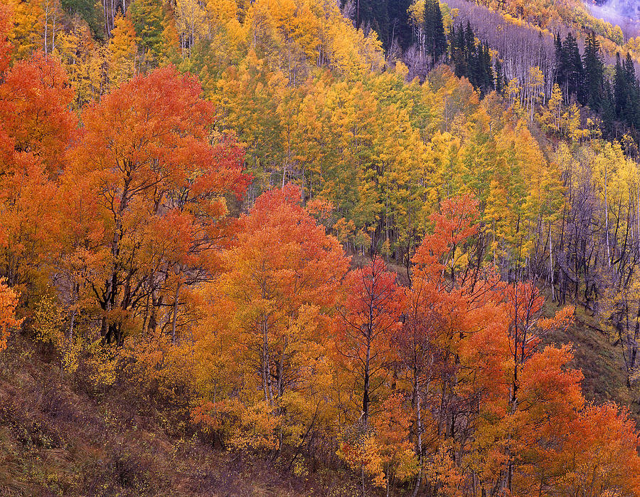 Aspen Grove In Fall Colors Photograph by Tim Fitzharris