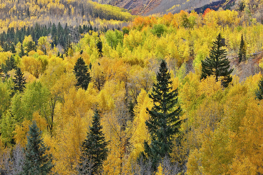 Aspen Grove In Glowing Golden Colors Photograph by Darrell Gulin - Fine ...