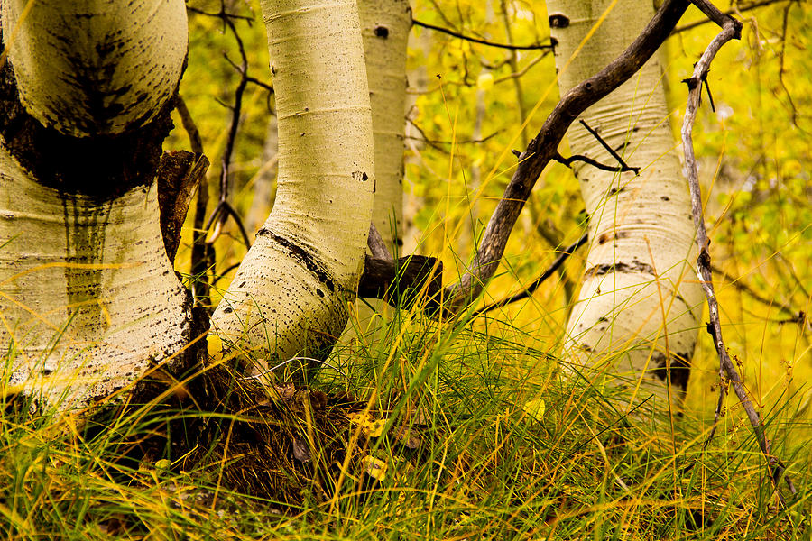 Aspen grove Photograph by Kunal Mehra