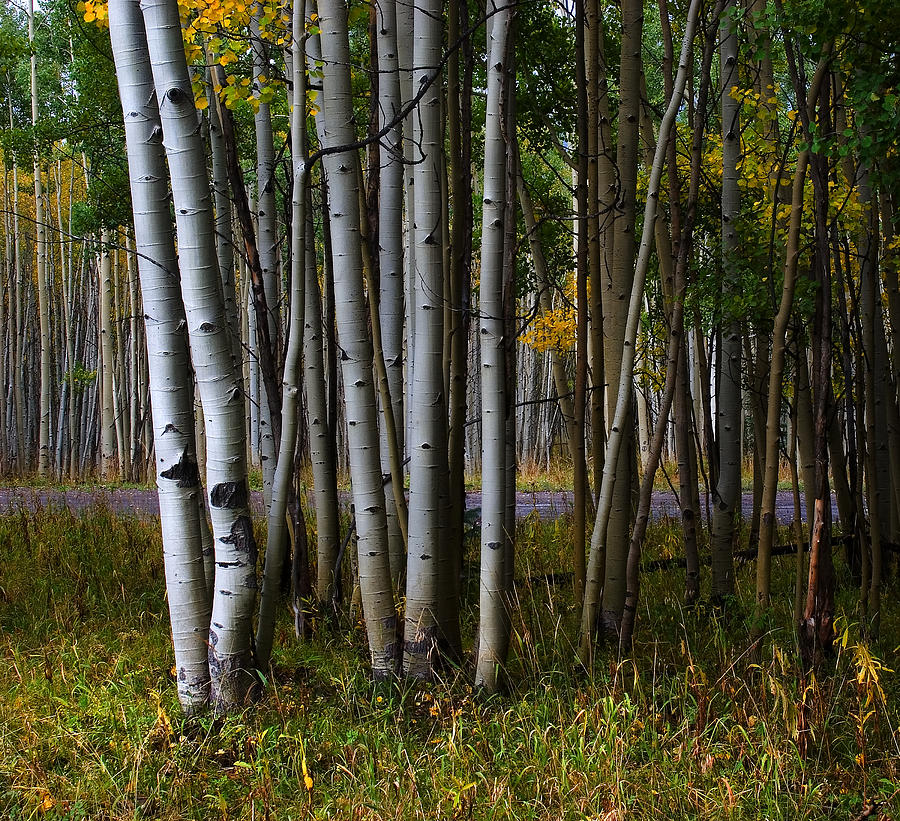 Tree Photograph - Aspen grove by Mike  Bennett