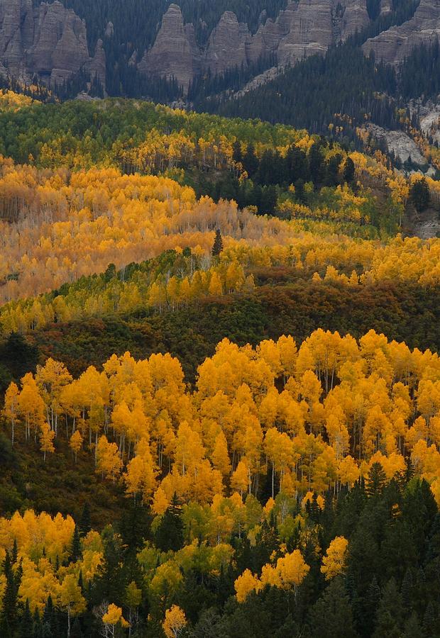Aspen groves at Silver Jack Reservoir Photograph by Jetson Nguyen