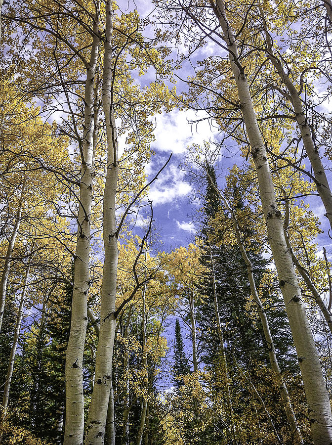 Aspen High Photograph by Trish Kusal - Fine Art America