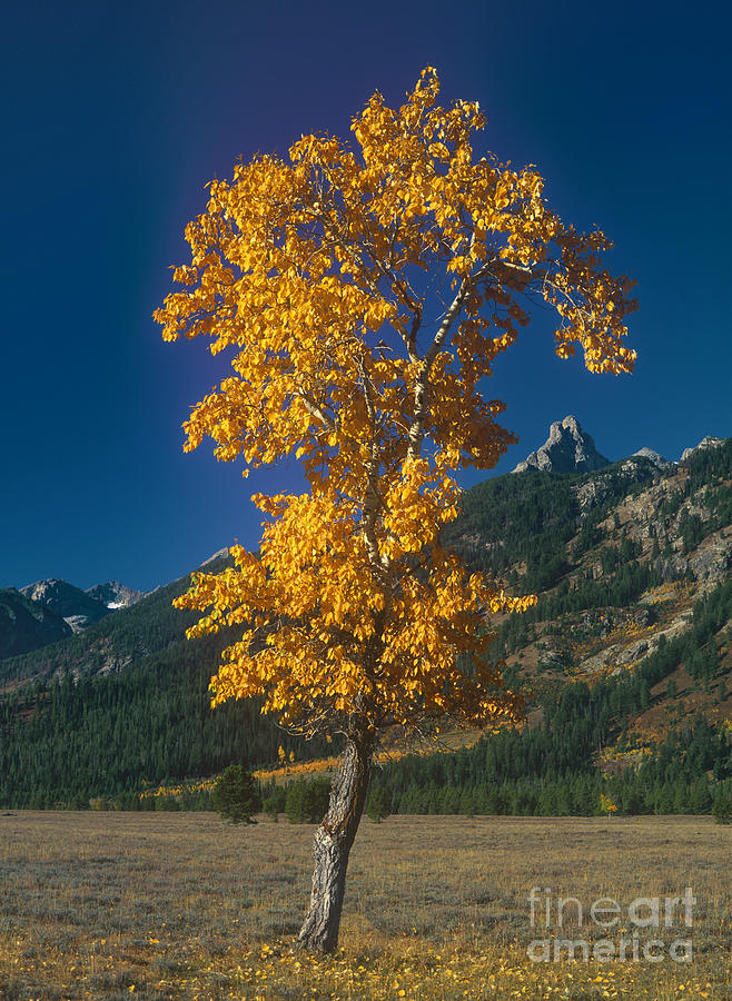 Aspen In Fall Color Grand Tetons National Park Wyoming  Photograph by Dave Welling