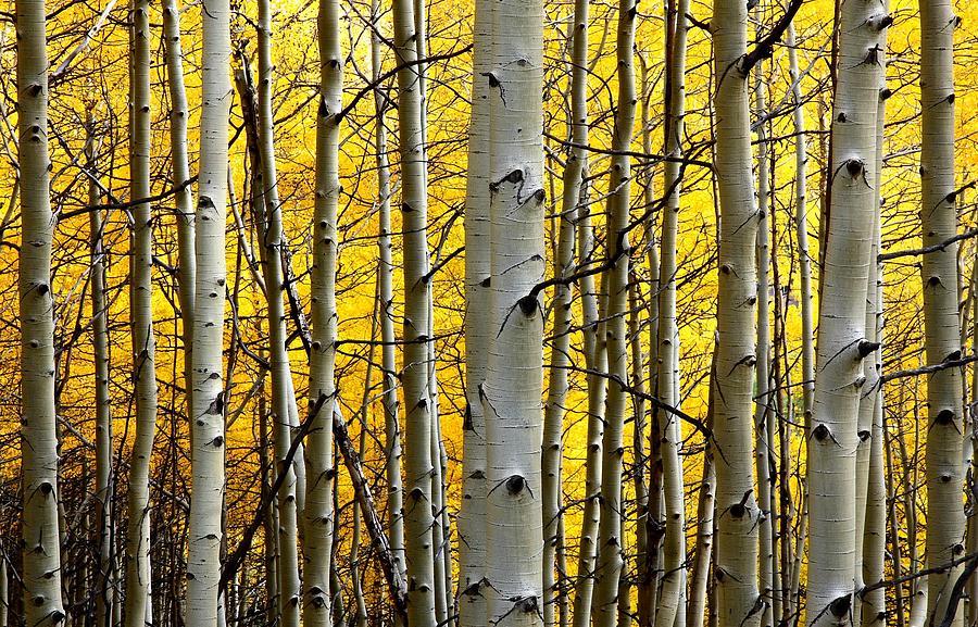 Aspen in full display at Kebler Pass Photograph by Jetson Nguyen