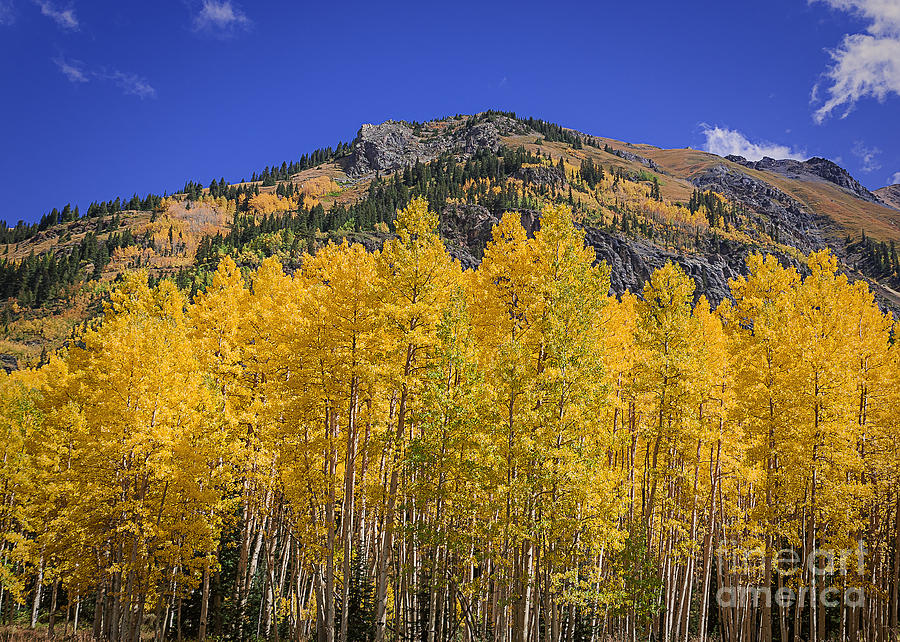 Nature Photograph - Aspen in the Autumn by Janice Pariza