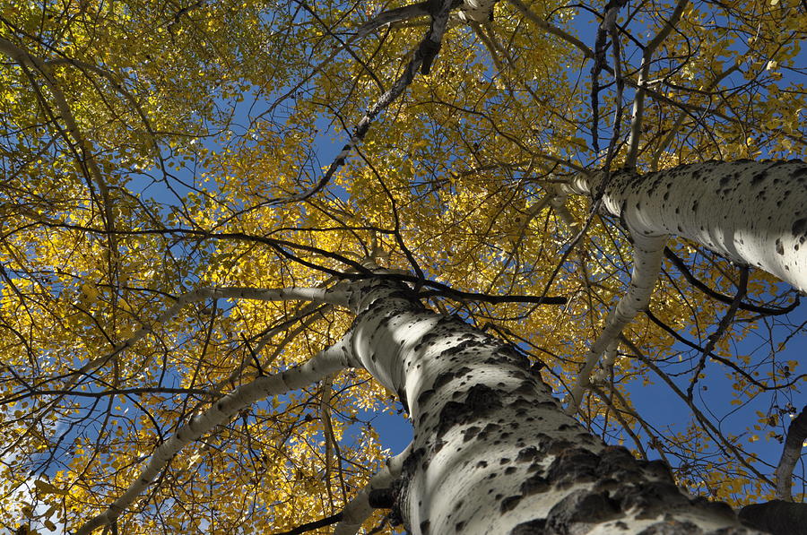 Fall Aspen #2 Photograph by Frank Madia