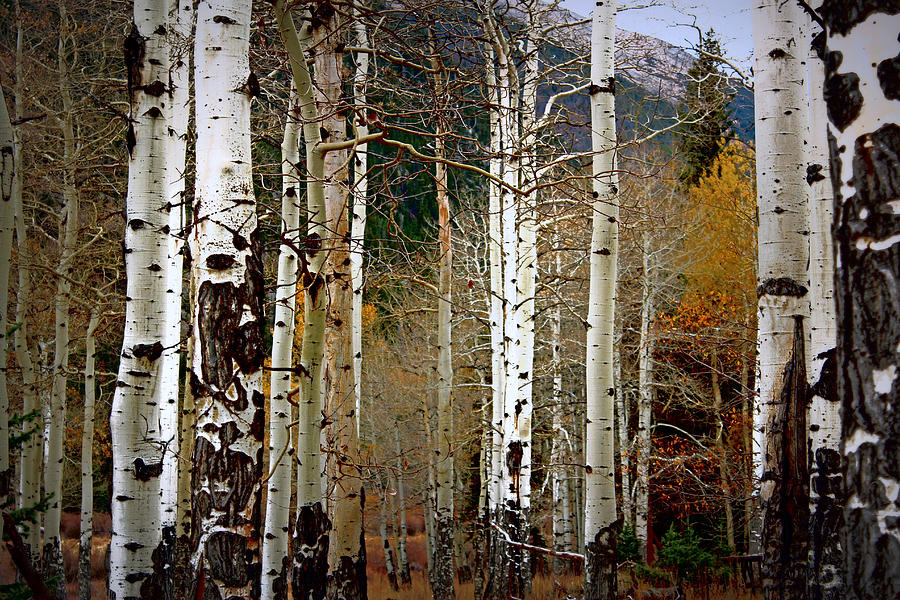 Aspen in the Rockies Photograph by Lynn Sprowl
