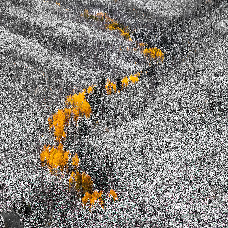 Fall Photograph - Aspen in the Snow by John Kyler