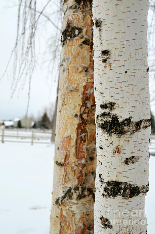 Tree Photograph - Aspen by Kiana Carr