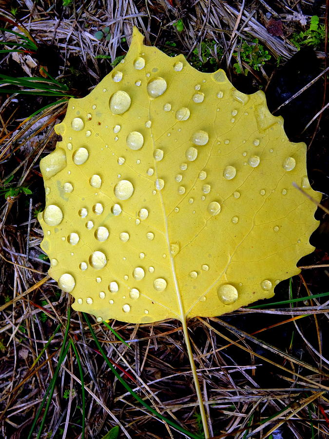 Aspen Leaf Photograph by Kathleen Luther