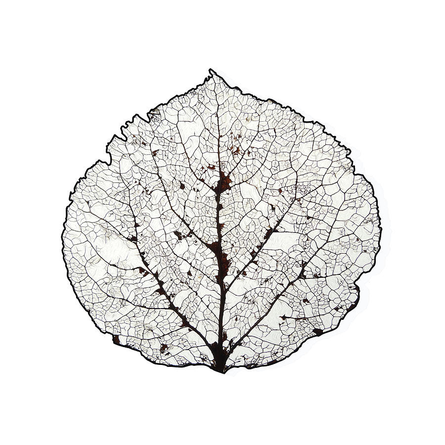 Aspen Leaf Skeleton 1 Digital Art by Agustin Goba