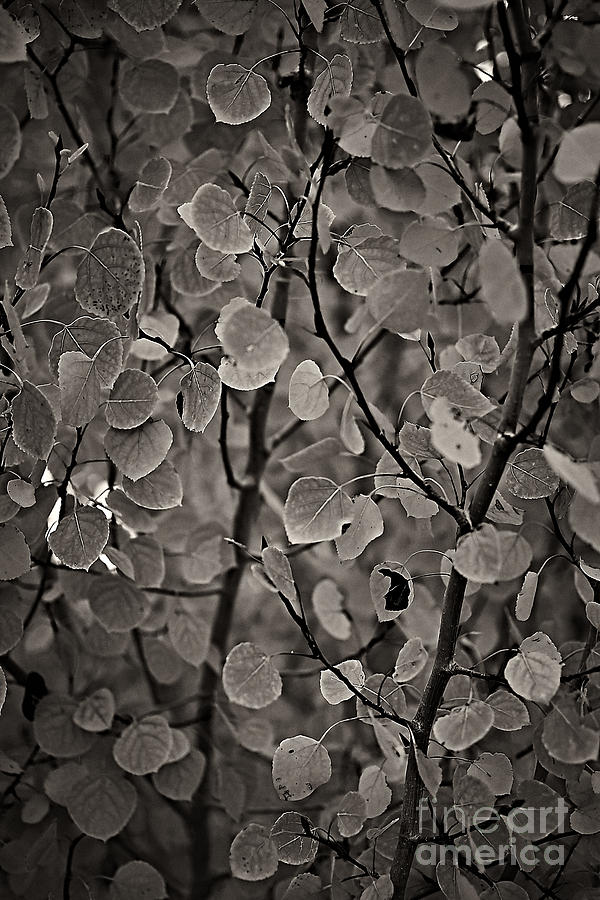 Fall Photograph - Aspen leaves by Charles Muhle
