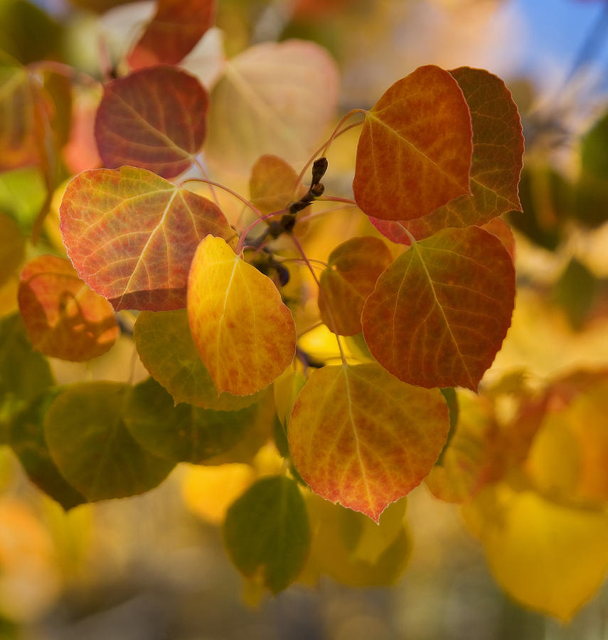 Aspen Leaves in Autumn Photograph by Morris McClung