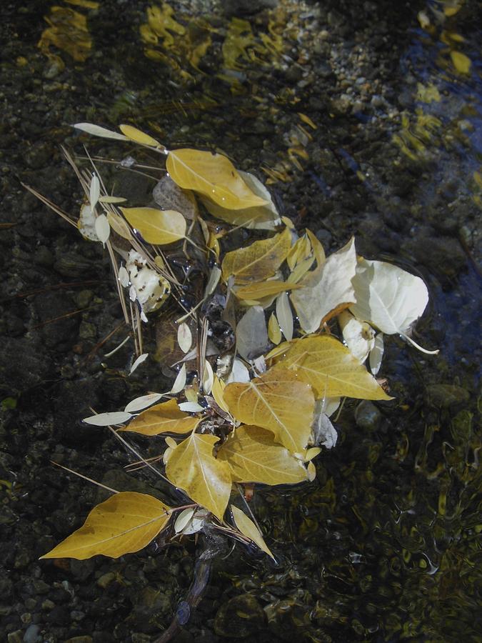 Aspen Leaves in Glass Creek Whirlpool by Don Kreuter Aspen Leaves in Glass Creek Whirlpool by Don Kreuter