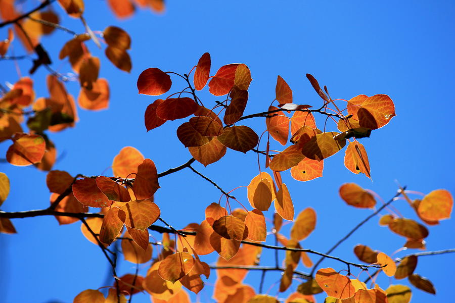Aspen Leaves In The Wind Photograph by Trent Mallett