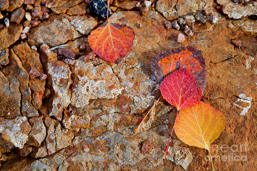 Aspen Leaves on Rock Photograph by Barbara Schultheis