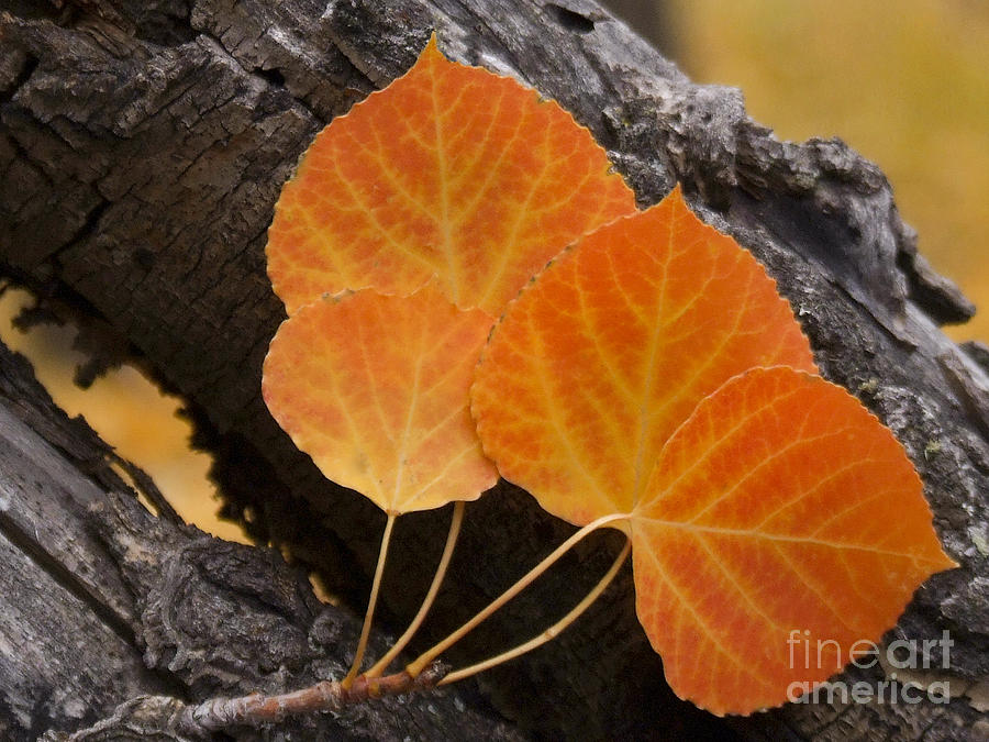Aspen Leaves Photograph