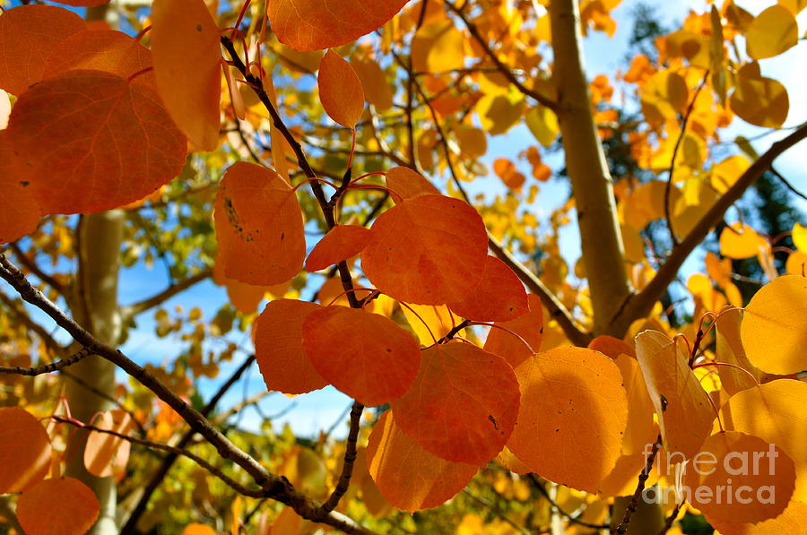 Fall Photograph - Aspen Leaves by Susan Chesnut