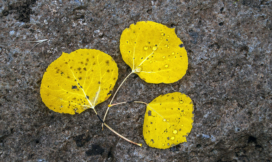 Fall Photograph - Aspen Leaves by Tam Ryan