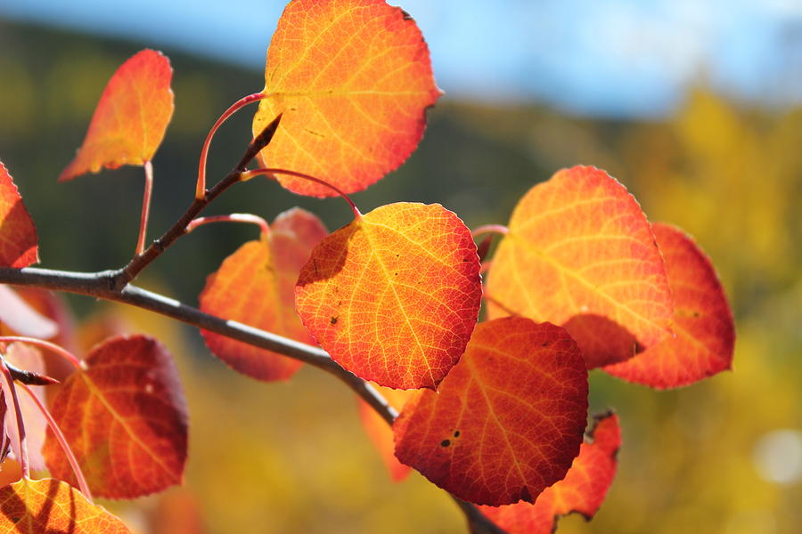 Aspen Leaves Photograph by Trent Mallett