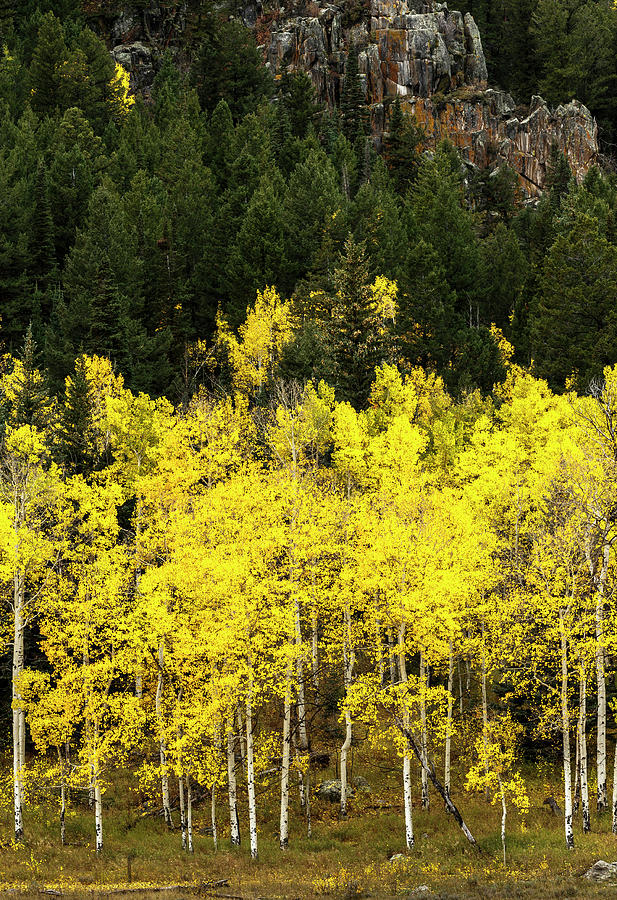 Aspen Leaves Turning Near The Colorado Photograph by Maresa Pryor