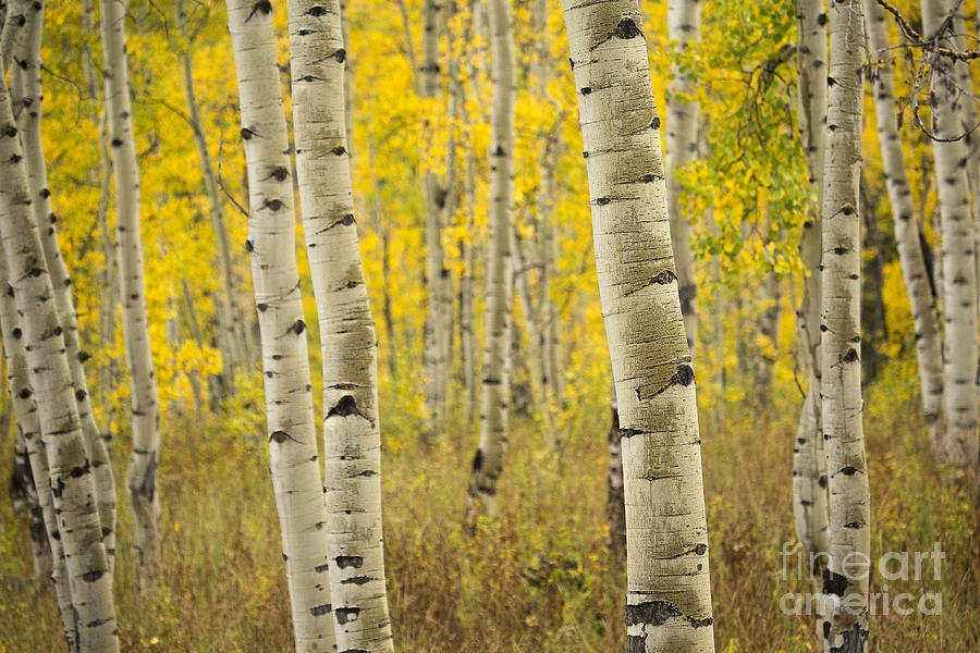 Fall Photograph - Aspen Love by Idaho Scenic Images Linda Lantzy