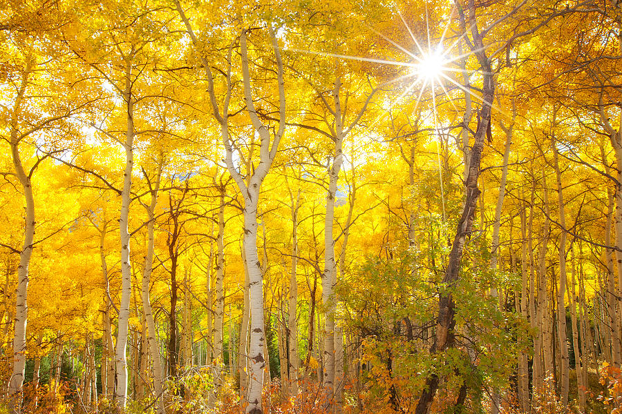 Aspen Morning Photograph