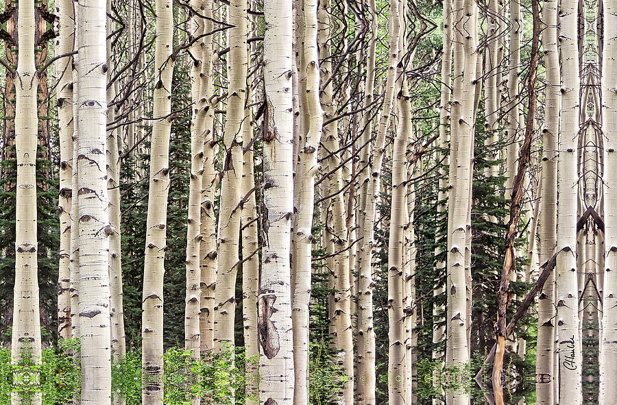 Aspen Pano Section Photograph By Christine Hauber - Fine Art America