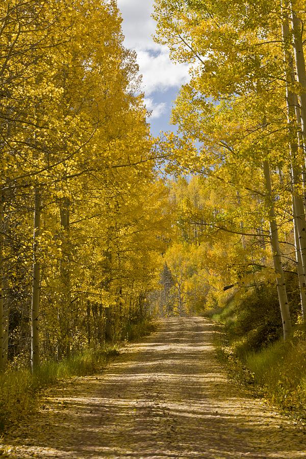 Aspen (Populus sp.), USA Photograph by Science Photo Library - Fine Art ...