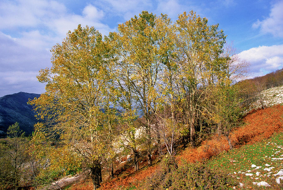 Aspen (populus Tremula) Photograph by Bruno Petriglia/science Photo ...