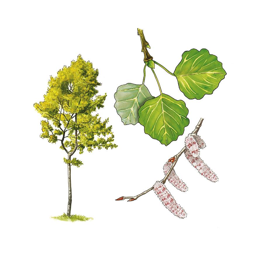 Aspen (Populus tremula) tree, artwork Photograph by Science Photo Library