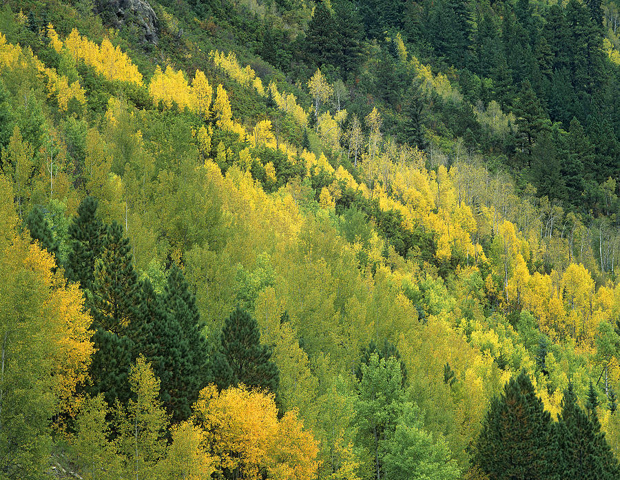 Aspen Populus Tremuloides Grove In Fall Photograph by Tim Fitzharris