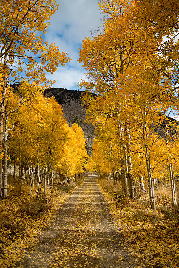 Golden Aspen Road In Autumn Photograph by Priya Ghose