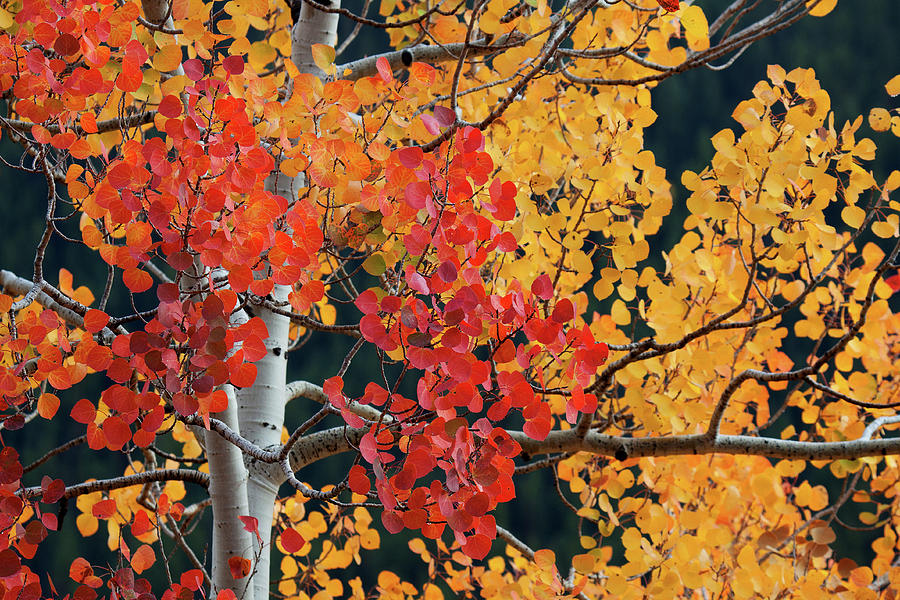 Fall Photograph - Aspen Reds by Jim Garrison