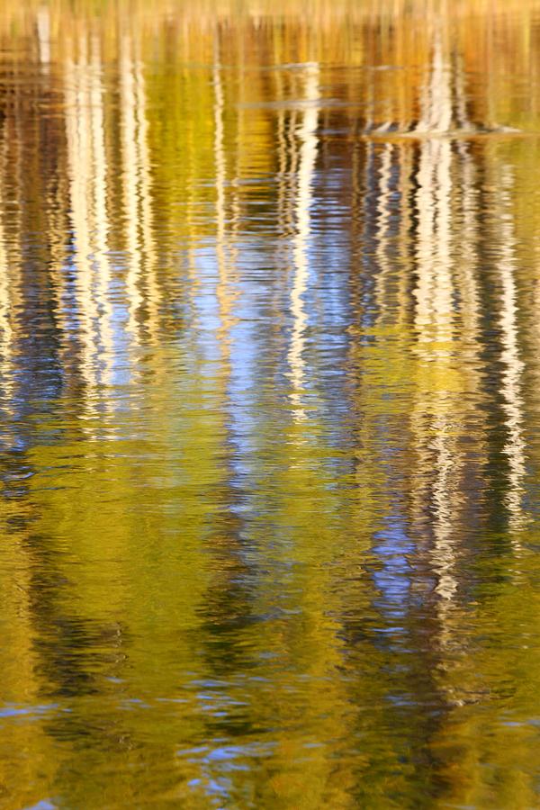 Aspen Reflection Photograph by Kevin Desrosiers