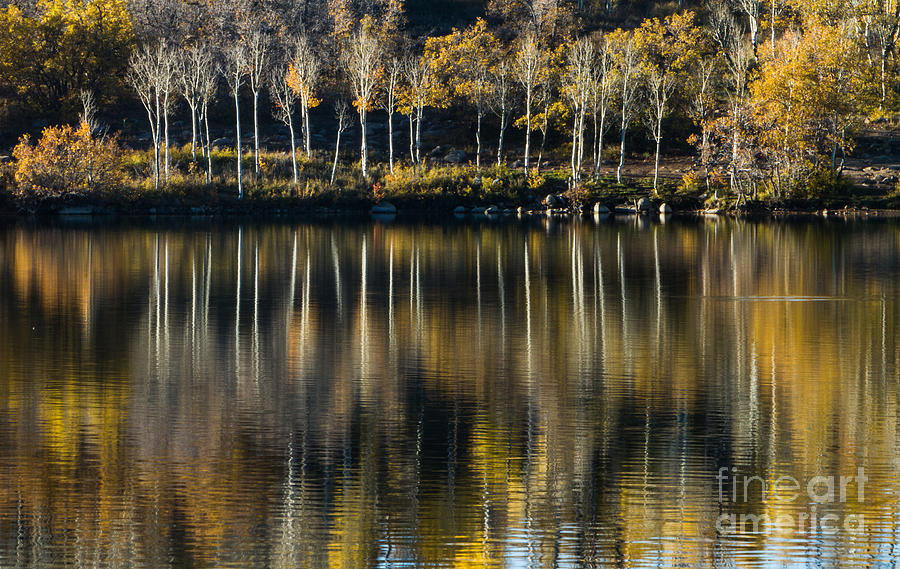 Aspen reflections Photograph by Dan Hartford
