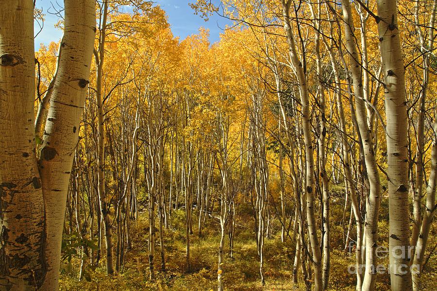 Aspen Photograph by Roxie Crouch